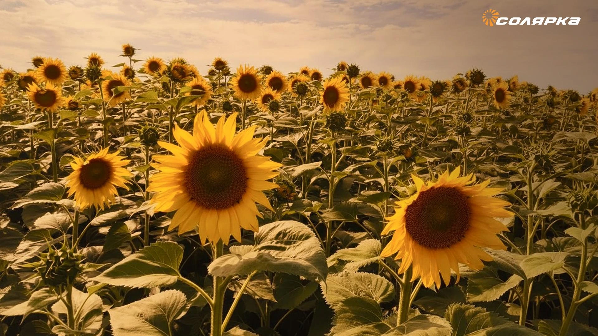 Картинка поста Беспилотник вместо пробников: в ЮФУ разработали способ определения влажности семян подсолнечника с воздуха